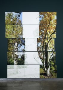 Gabriela Albergaria Fictional landscape/view with Betula Pubescens and Liriondendron tulipifera (Oxford Botanic Garden, UK)