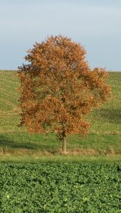 Jeffrey Blondes Field Oak – 52 Hour Film