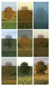 Jeffrey Blondes Field Oak – 52 Hour Film