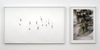 Tim Knowles Tree Drawing – Himalayan Pine #1