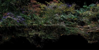 Clement Valla Goldenrod and meadow flowers, Fort Greene Park [Software version], 2020