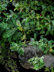 Helicona, Monteverde, Costa Rica [30 x 40 version] by Clement Valla, 2020