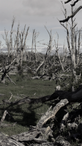 TdeF 360 Forest: 24 Hour Film by Jeffrey Blondes, 2013